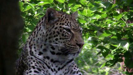 Leopard Failed To Catch Baby Baboon but Managed to Catch its Mother