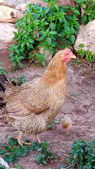 Coq  tidili