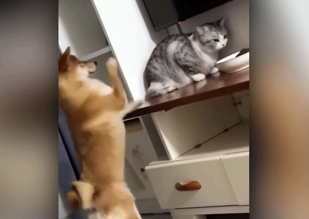 Angry fanny moment cat video