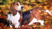10 Beloved Dog Breeds and the Fascinating Origins of Their Names