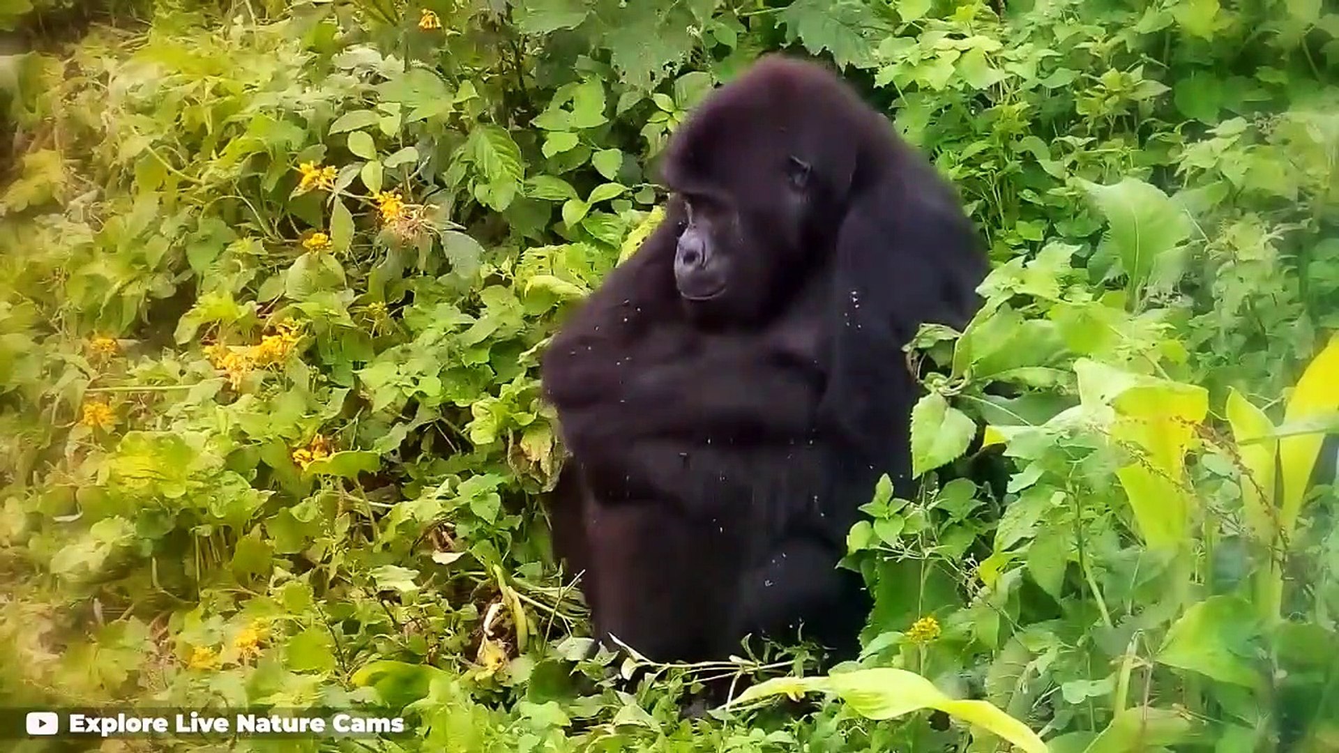 ⁣10 Blackest Majestic Animals on this Planet