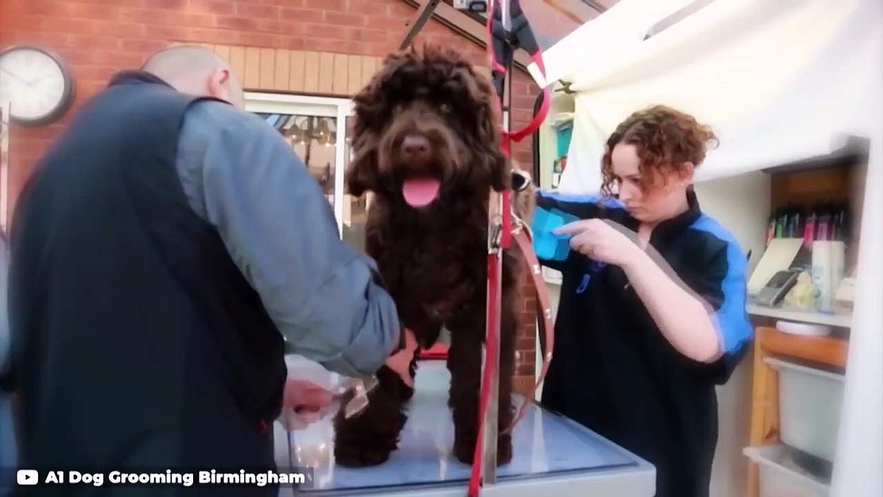 10 Curly Haired Dog Breeds