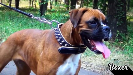 10 Dog Breeds that Are Created Specifically for Fighting