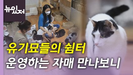 [뉴있저] 유기묘들의 쉼터 운영하는 자매 만나보니 / YTN