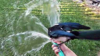 Friendly Magpie Takes a Bath