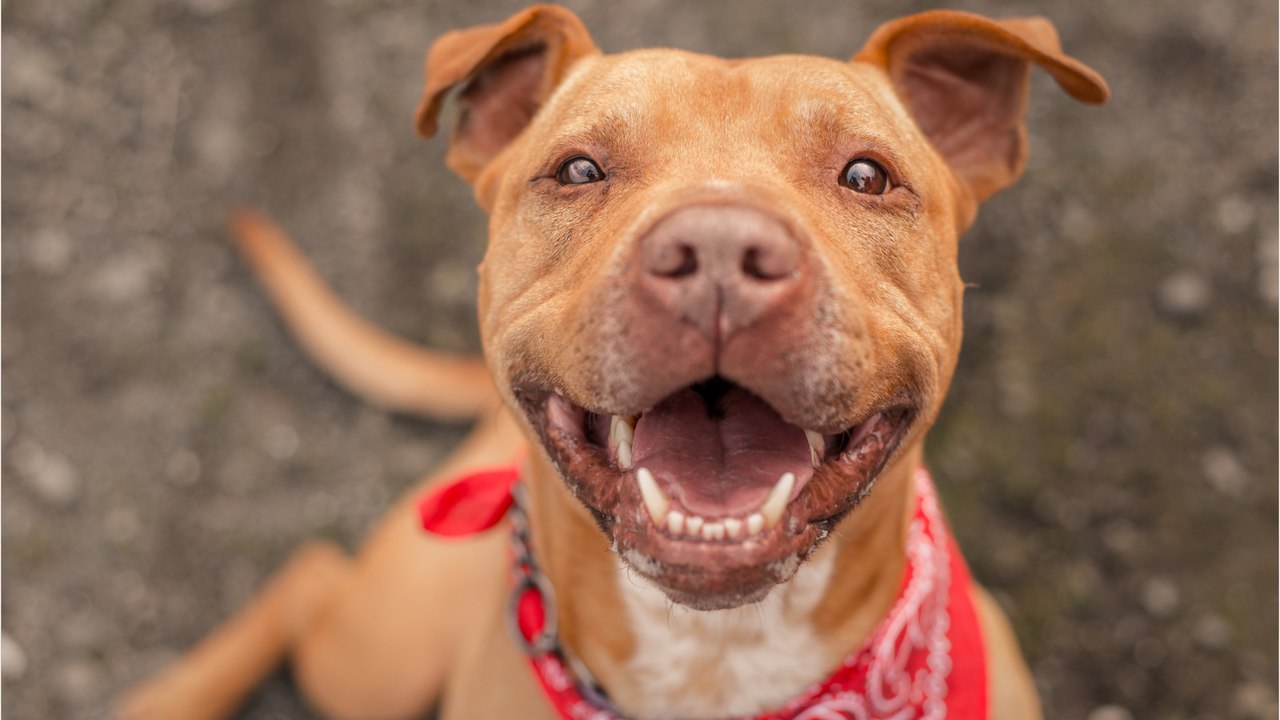 This tongueless abandoned dog who thrived thanks to a special care plan finds a new home (VIDEO)