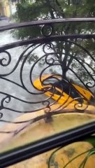 McLaren P1 de mais de um milhão de euros é arrastado pelo furacão Ian na Florida