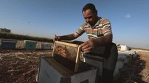 İdlib'de arı mera alanlarının daralmasıyla bal üretimi azaldı