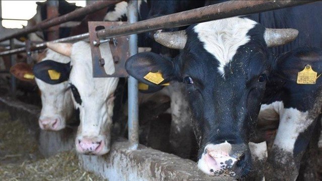 'Bir çuval yem 400 lira oldu'