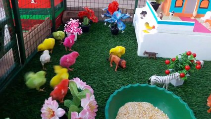 HAPPY Color Chickens Playing in Their New HOME