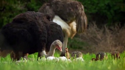 Amazing! Human Tries to Steal Eggs When Mother Ostrich Chasing Python, Money To Save Her Eggs