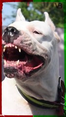 Aggression Is Based on Breed #shorts