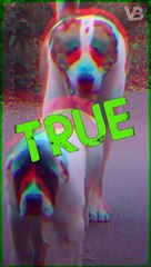 Alabai Is Created by Nature #shorts