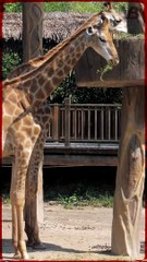 All Animals in Zoos Aren’t Happy