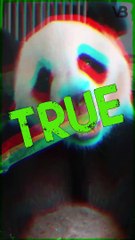 All Giant Pandas Are On Loan From China #shorts