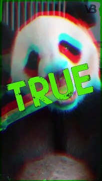 All Giant Pandas Are On Loan From China #shorts