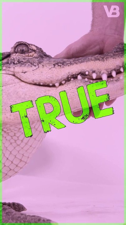 Alligators Normally Will Be Afraid of You - TRUE or FALSE #shorts