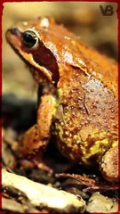 Animals Facts You Might Take For Granted - True or False Ep.2