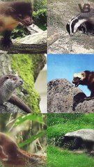 Are Honey Badgers Bulletproof #shorts