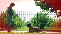 Belgian Malinois is the Smartest Dog Breed Ever!