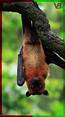 Bats Are Blind #shorts