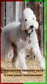 Bedlington Terriers Have a Two-Sided Temperament #shorts