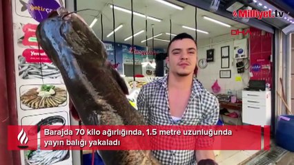 Barajda 70 kiloluk yayın balığı yakaladı