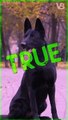 Black German Shepherd is Extremely Rare - TRUE or FALSE
