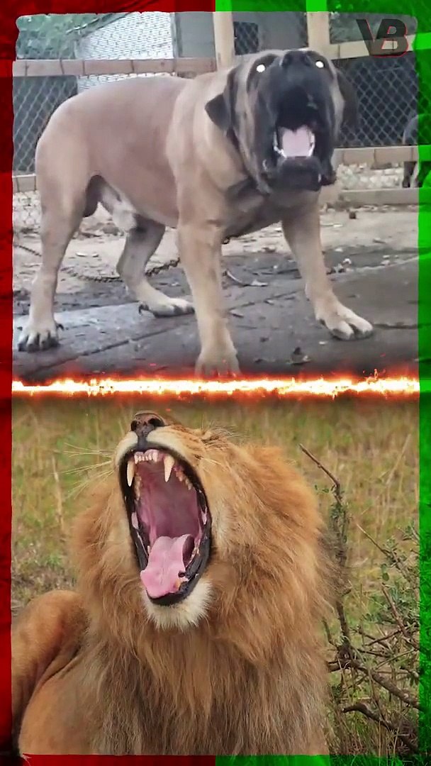 Can A Boerboel Kill A Lion