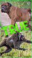 Boerboel Was Used to Fight Baboons - TRUE or FALSE