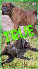 Boerboel Was Used to Fight Baboons - TRUE or FALSE