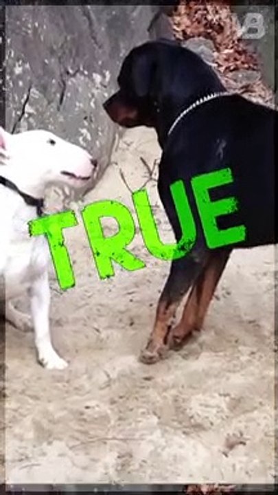 Bull Terriers Were Bred to Fight #shorts