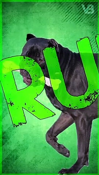 Cane Corso Bite can Break Bones - TRUE or FALSE