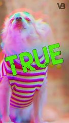 Chihuahua Is The Longest Living Dog Breed #shorts