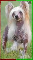 Chinese Crested Is The Ugliest Dog Breed #shorts
