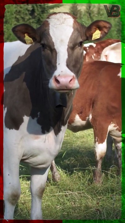 COWS HAVE BFF’s #shorts