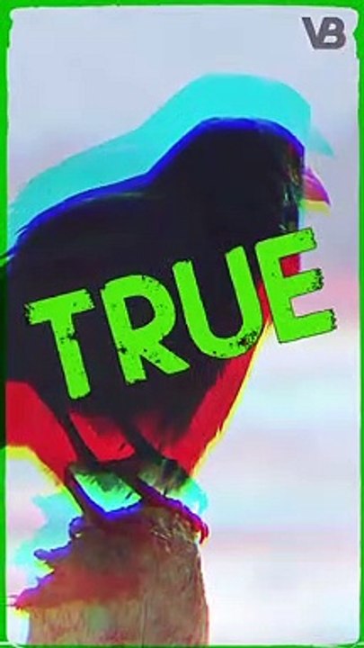 Crows Have an Intelligence Similar to a 7-year Old