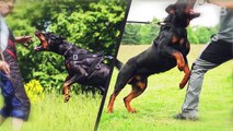 Dobermans and Rottweilers Might Turn On Their Owner!