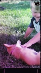 DOGS THAT HAVE THE CUTTEST PUPPIES #shorts