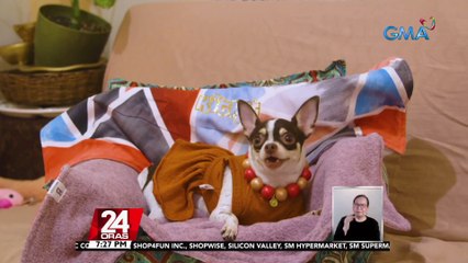 #KuyaKimAnoNa?: Paris Hilton, nag-aalok ng $10,000 o mahigit P500K sa makakapagbalik ng kanyang nawawalang fur baby | 24 Oras