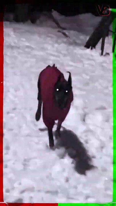 Dobermans Are Devil Dogs #shorts