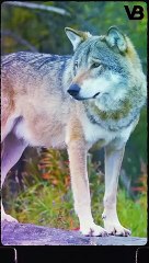 DOG BREEDS THAT CAN DEFEAT WOLVES #shorts