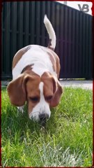 Dog Facts You Might Take For Granted - True or False Ep.1