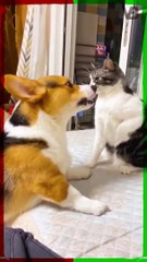 Dogs and Cats Are Mortal Enemies #shorts