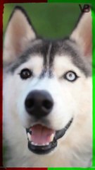 Dogs See Only In Black And White #shorts