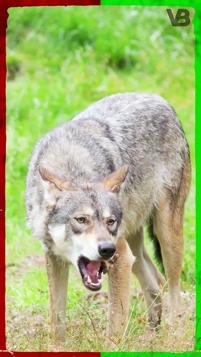 Dogs Should Eat Like Wolves #shorts