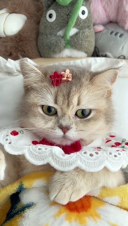 Funny cat