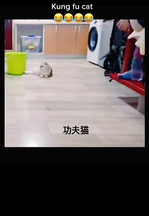 King fu cat