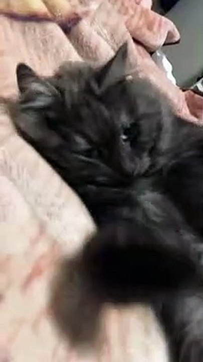 Cute cat