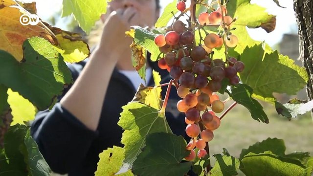 Serbien: Junge Winzerinnen kehren in die Heimat zurück